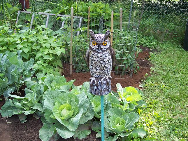 Guard Owl - Early Summer